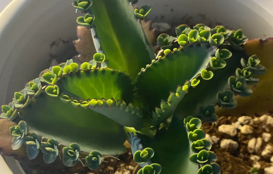 落地生根副作用 落地生根副作用