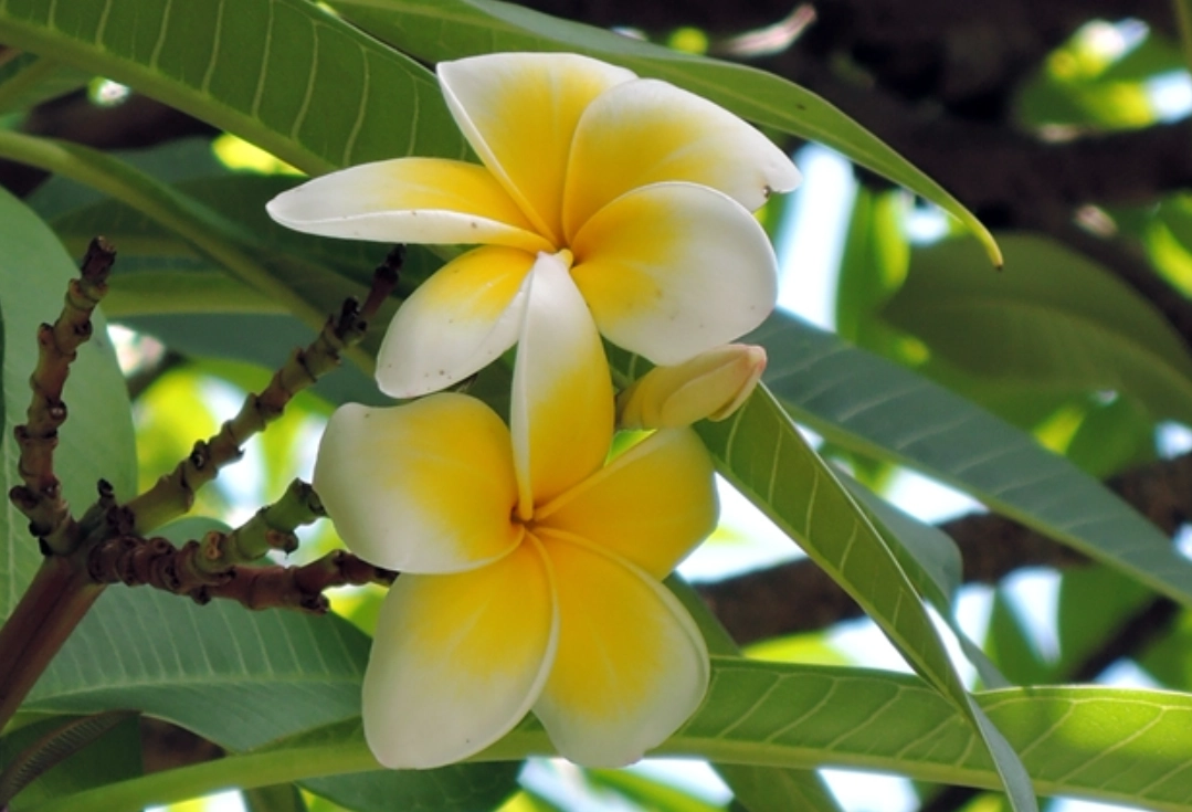 新手种花 马来西亚 新手种花 马来西亚