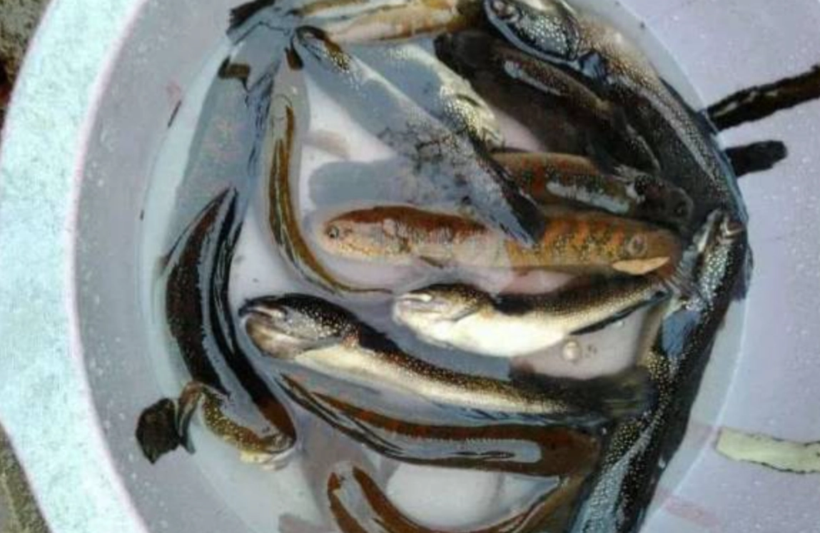 夢到補很多魚 意思