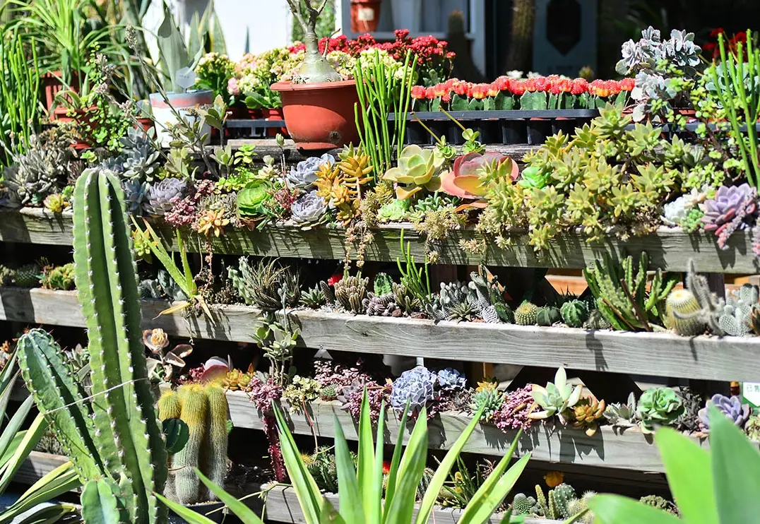 懶人陽台盆栽 懶人陽台盆栽