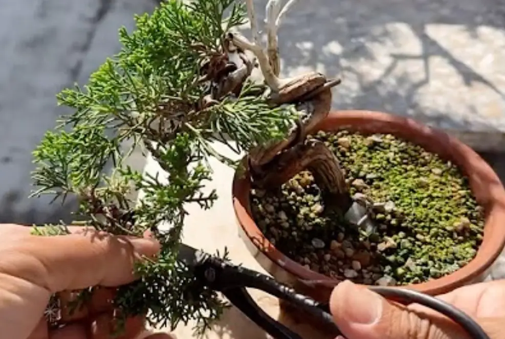 真柏換盆步驟 真柏換盆步驟