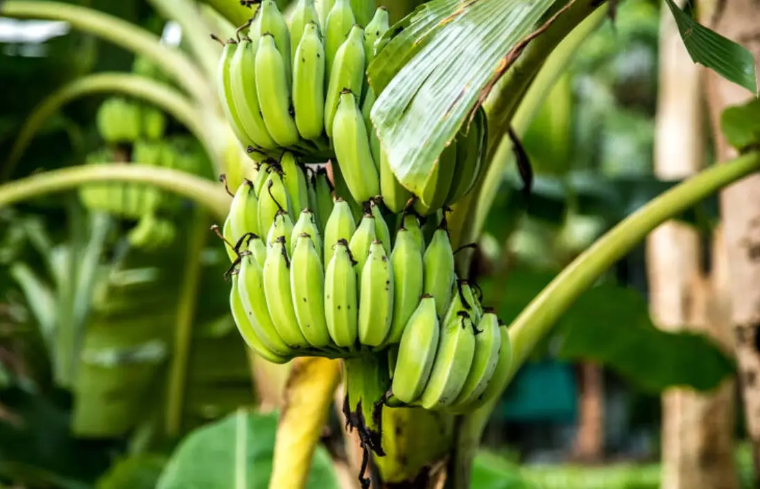 香蕉种植技巧 香蕉种植技巧