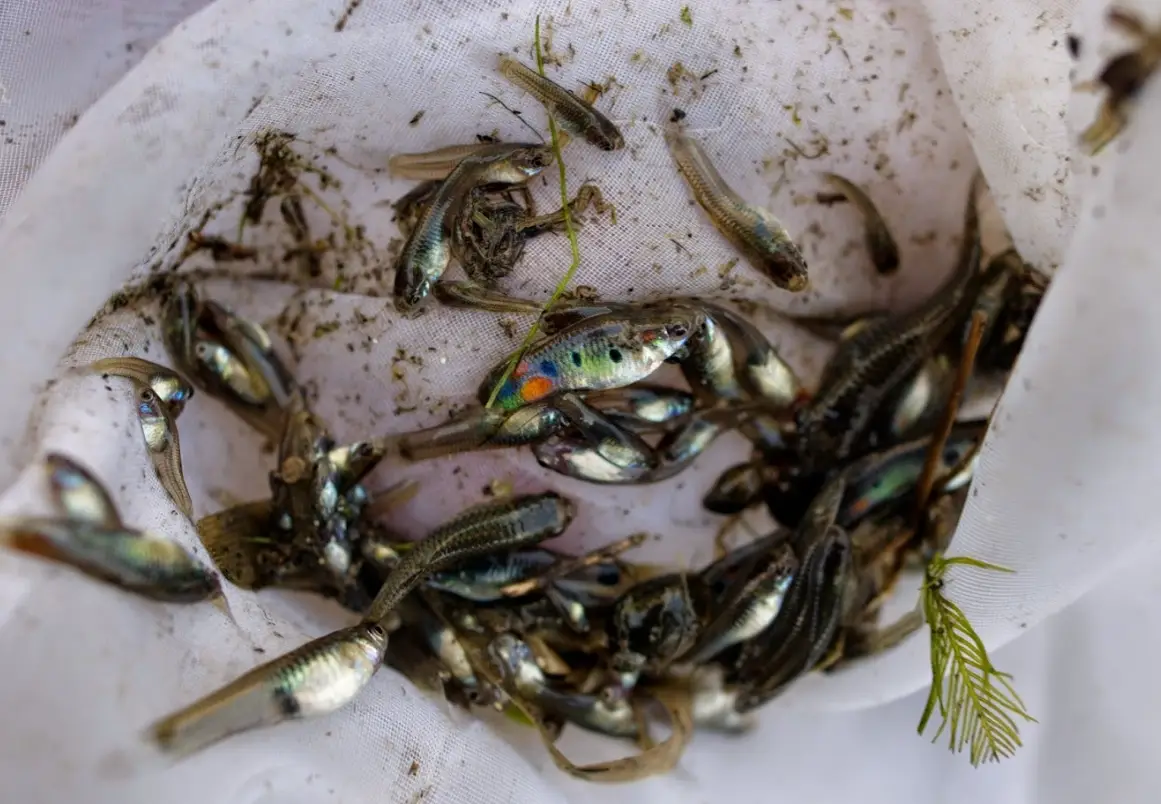 夢見撈到魚是吉兆嗎？解讀潛意識的財富與機會信號