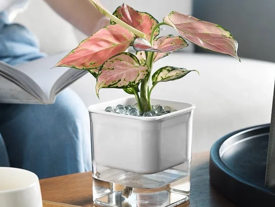 自動澆水花盆問題