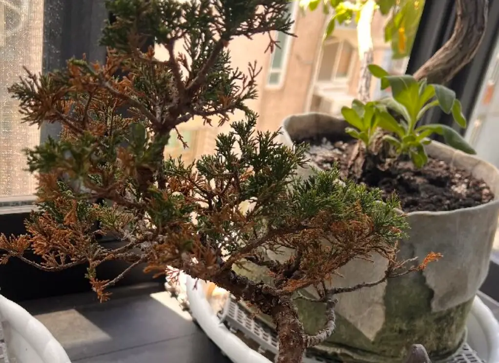 真柏枯葉病治療