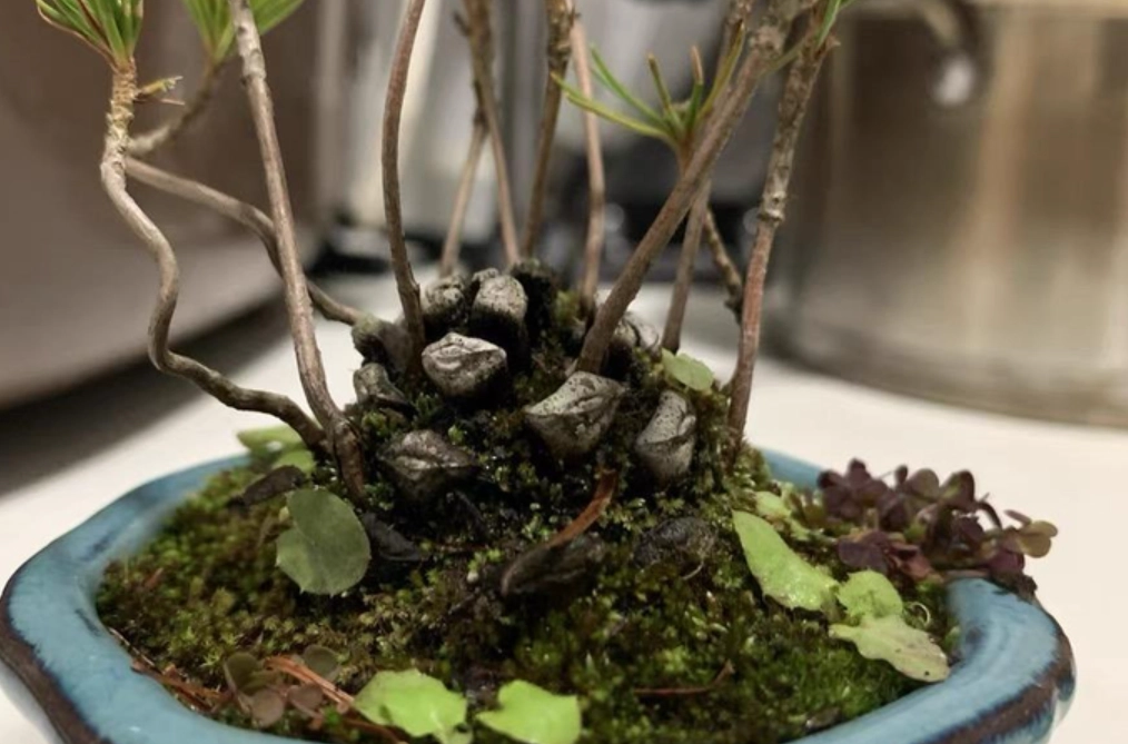 松樹盆栽養護 松樹盆栽養護