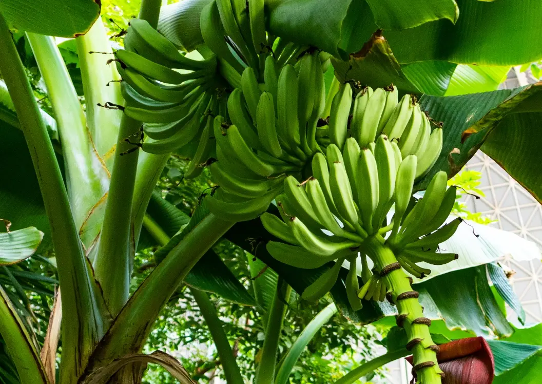 香蕉须根 香蕉须根