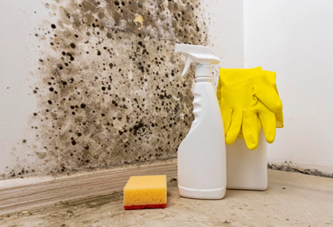 浴室黴菌清除 浴室黴菌清除