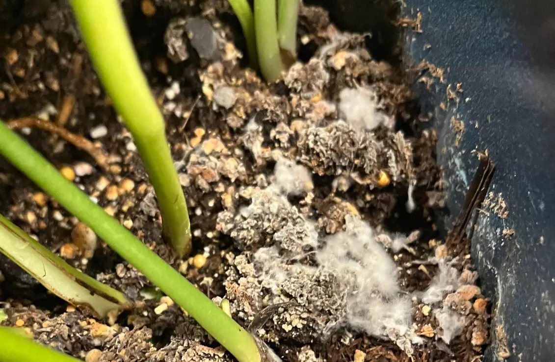 有機肥發霉處理 有機肥發霉處理