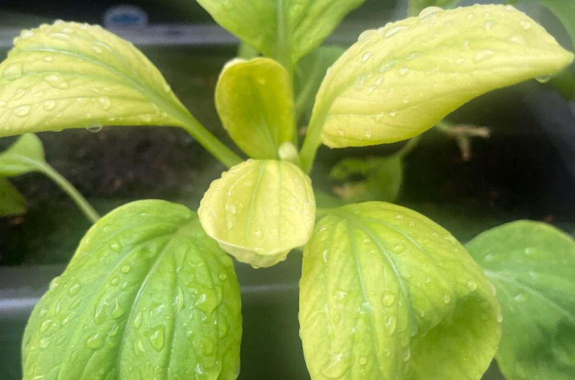 青江菜變黃可食用 青江菜變黃可食用