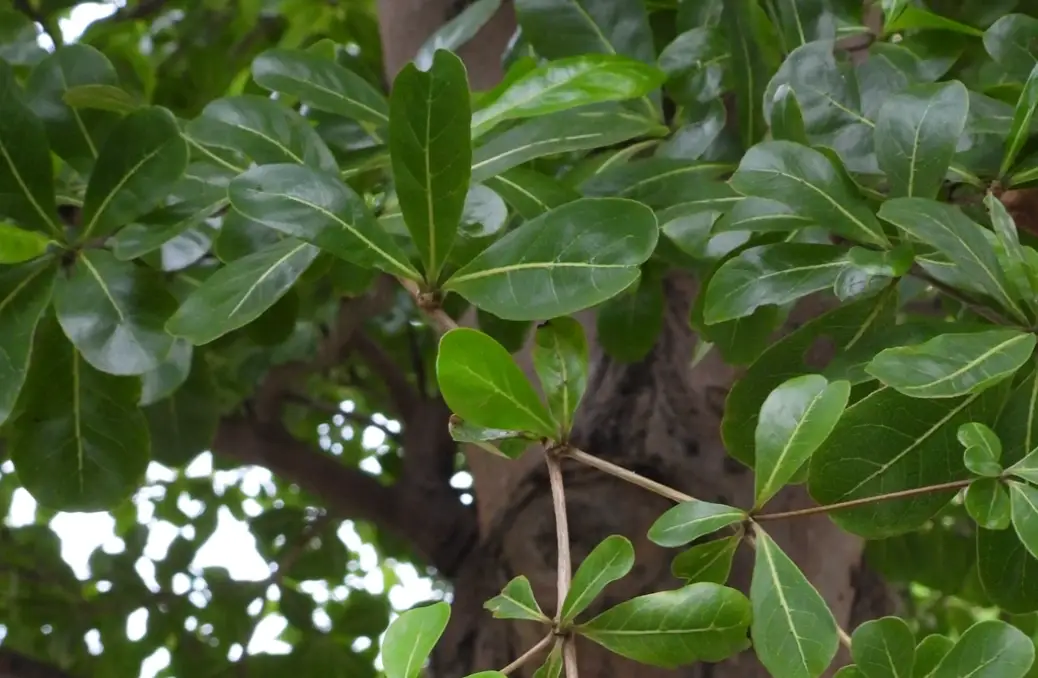 小葉欖仁生長速度全解析：影響因素與加速技巧一次看懂