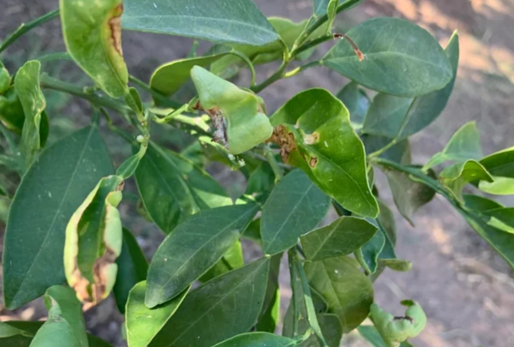 橘子葉子捲起來怎麼辦？圖解5大成因與3步驟搶救法