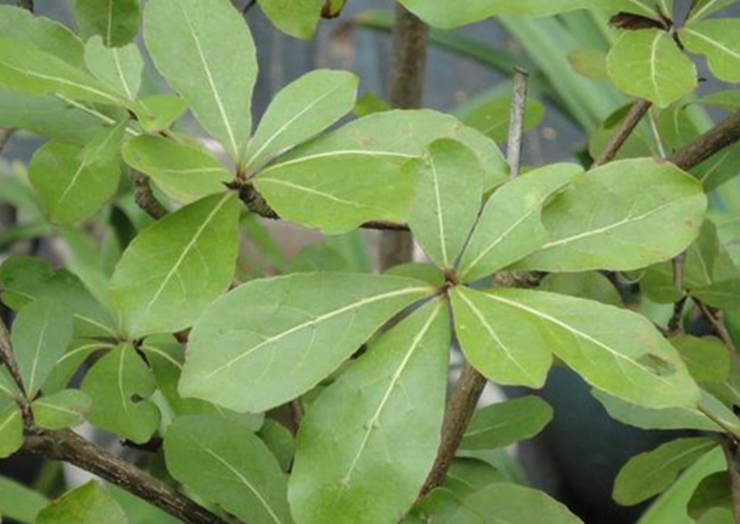 小葉欖仁種植方法