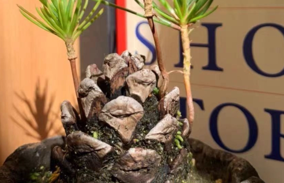 松樹種子發芽 松樹種子發芽