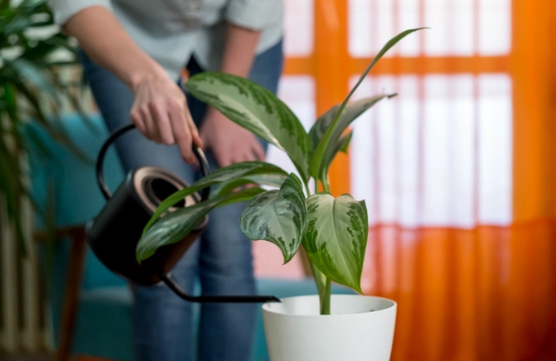 澆水時機 澆水時機