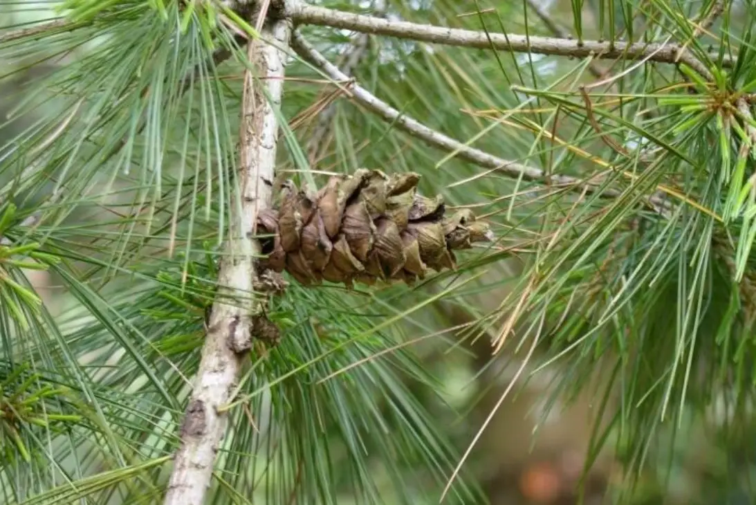 台灣特有種松樹