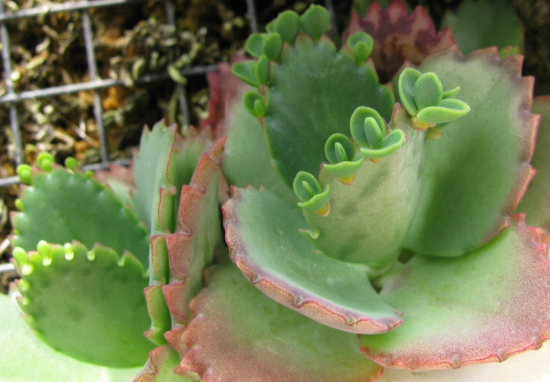 落地生根副作用 落地生根副作用