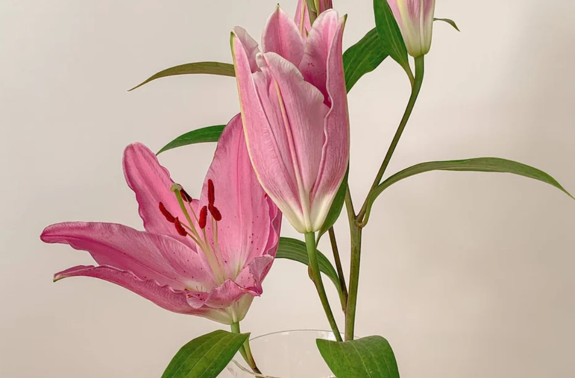 狗狗聞到百合花會怎樣？獸醫解析症狀、急救與安全替代方案