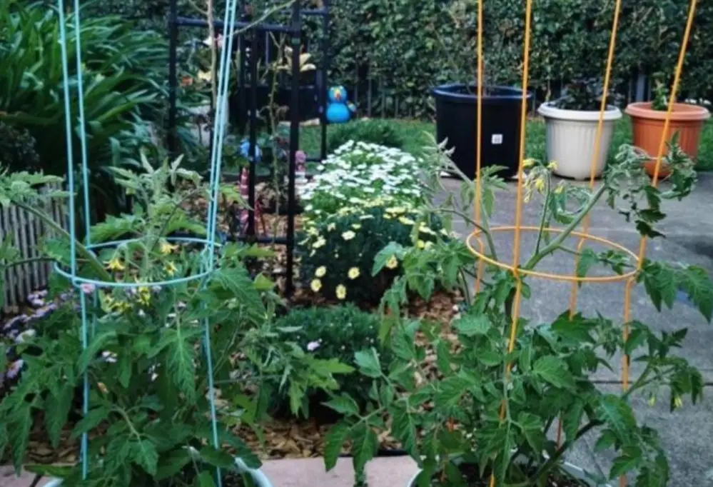 自製番茄支架 自製番茄支架