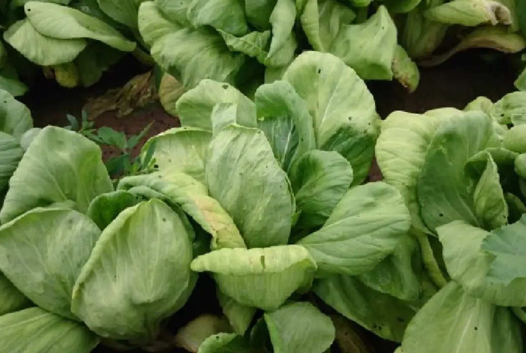 青江菜發黃 青江菜發黃