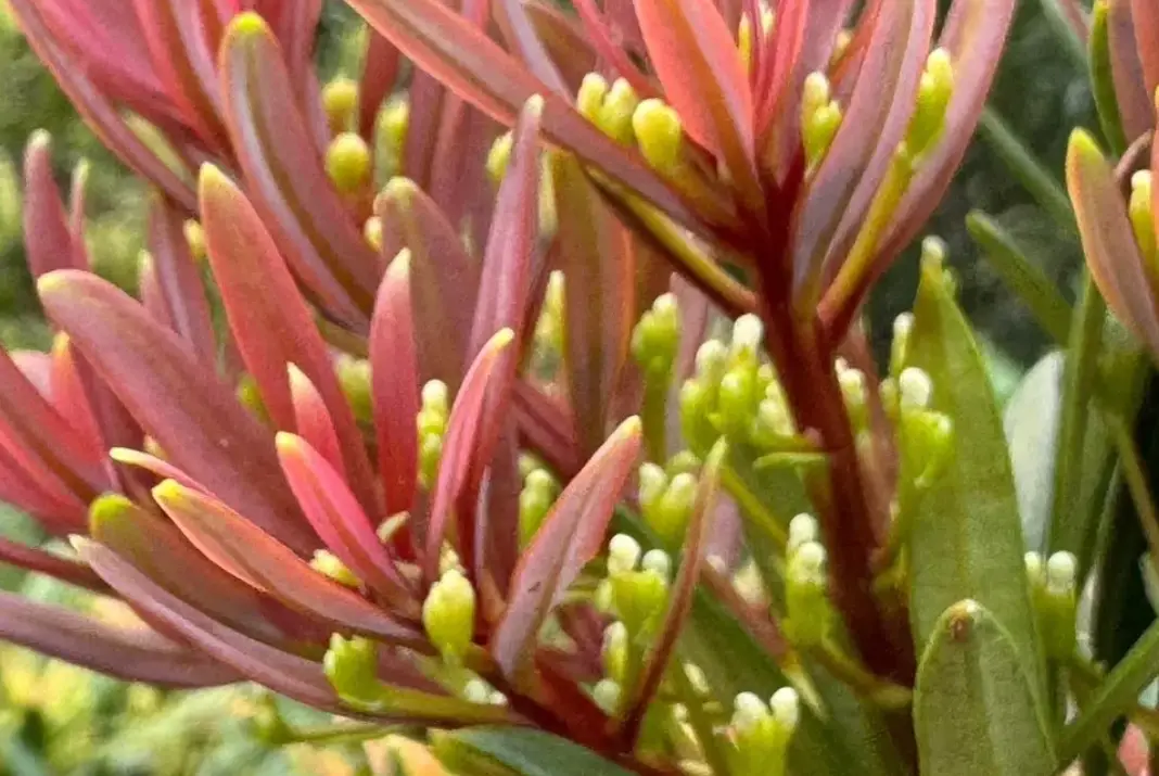 羅漢松紅養護全攻略：從新手到高手的造型與照顧秘訣