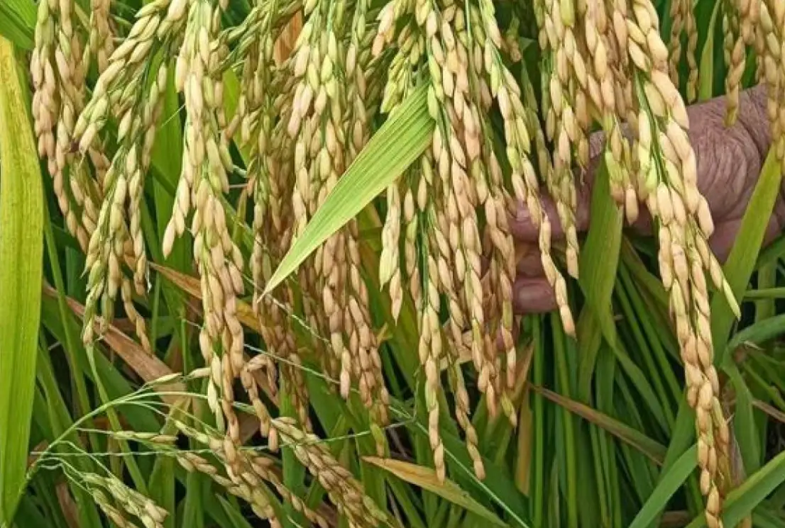 水稻管理 水稻管理