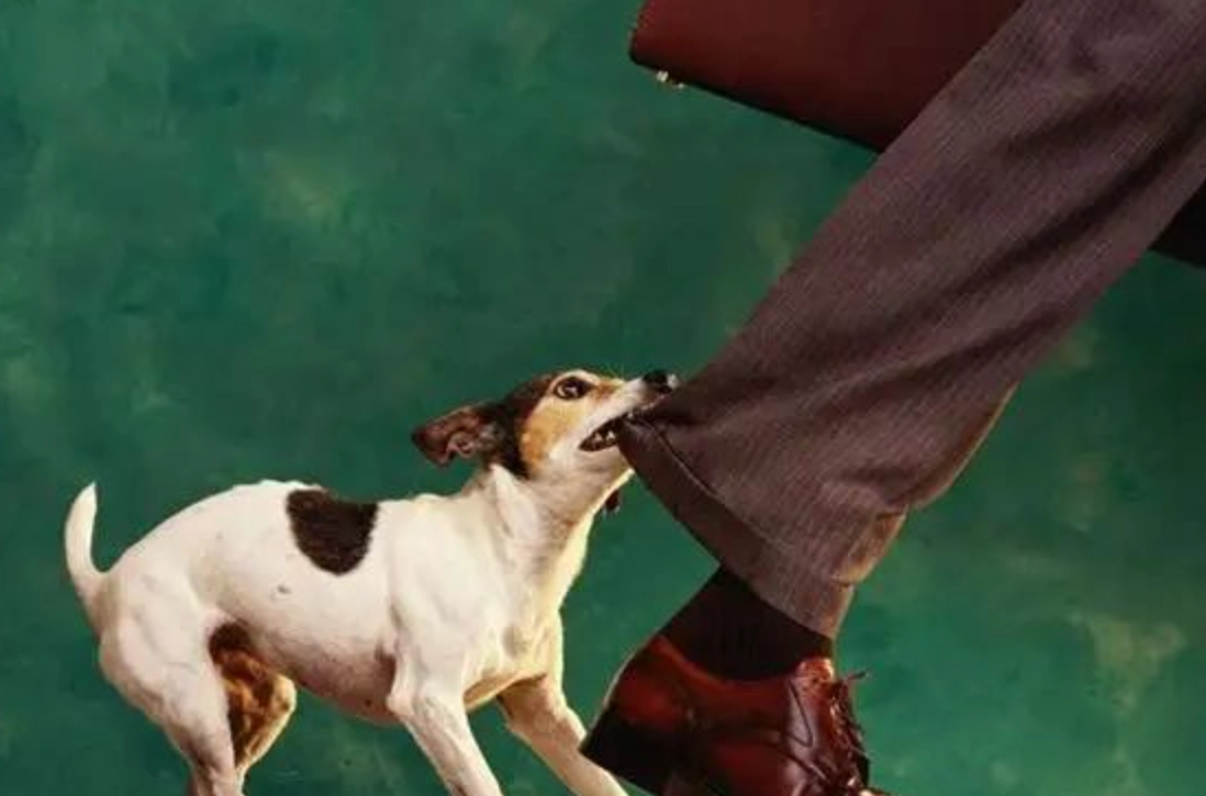 夢見被狗咬腿 心理學 夢見被狗咬腿 心理學