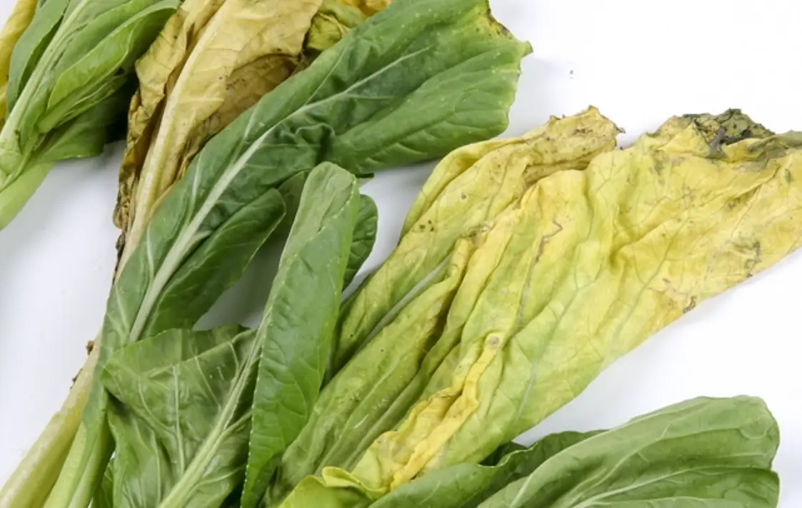 青江菜發黃可以吃嗎？專家解析變黃原因與安全食用指南