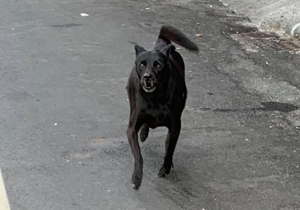 梦见被黑狗追？深度解析梦境象征与心理应对指南