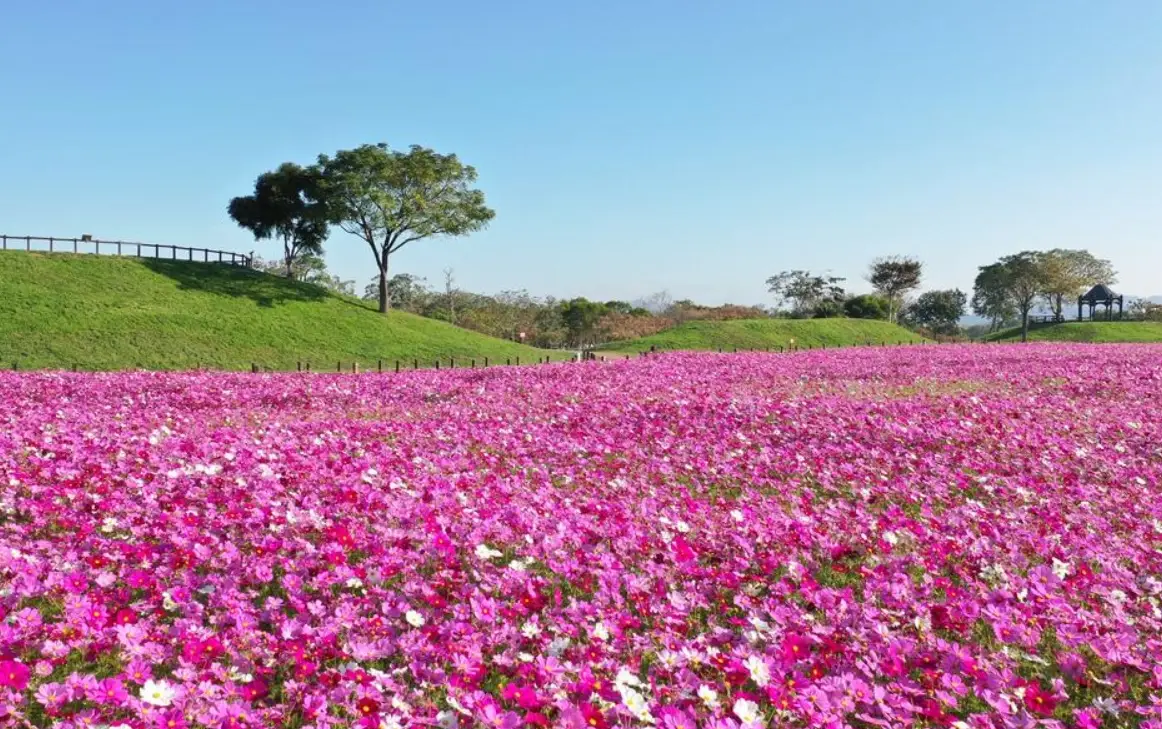 朋友花景點 朋友花景點