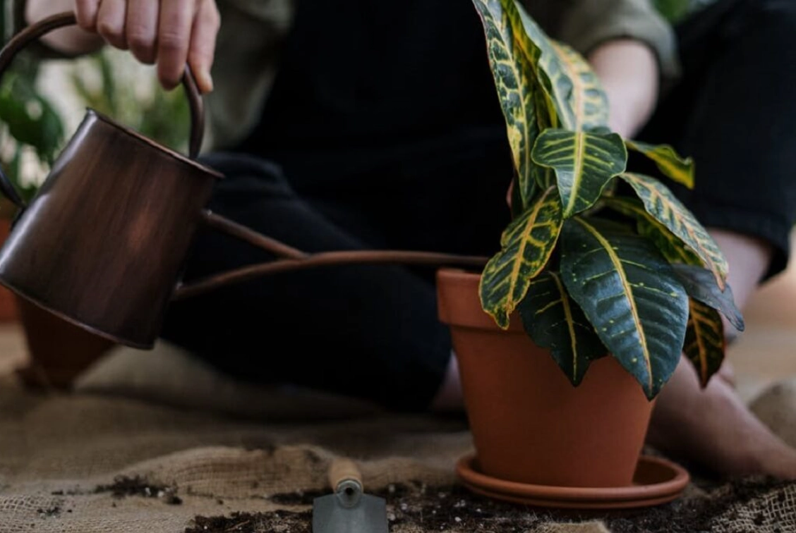 植物晚上澆水指南：正確時機、技巧與常見誤區解析