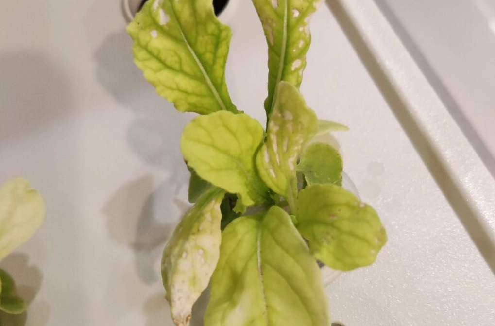 蔬菜保存方法 蔬菜保存方法