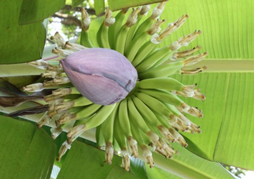 香蕉树根系 香蕉树根系