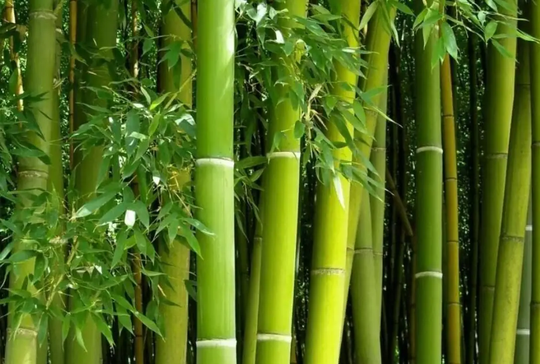 竹子四年才長3公分：慢成長背後的智慧與實用指南