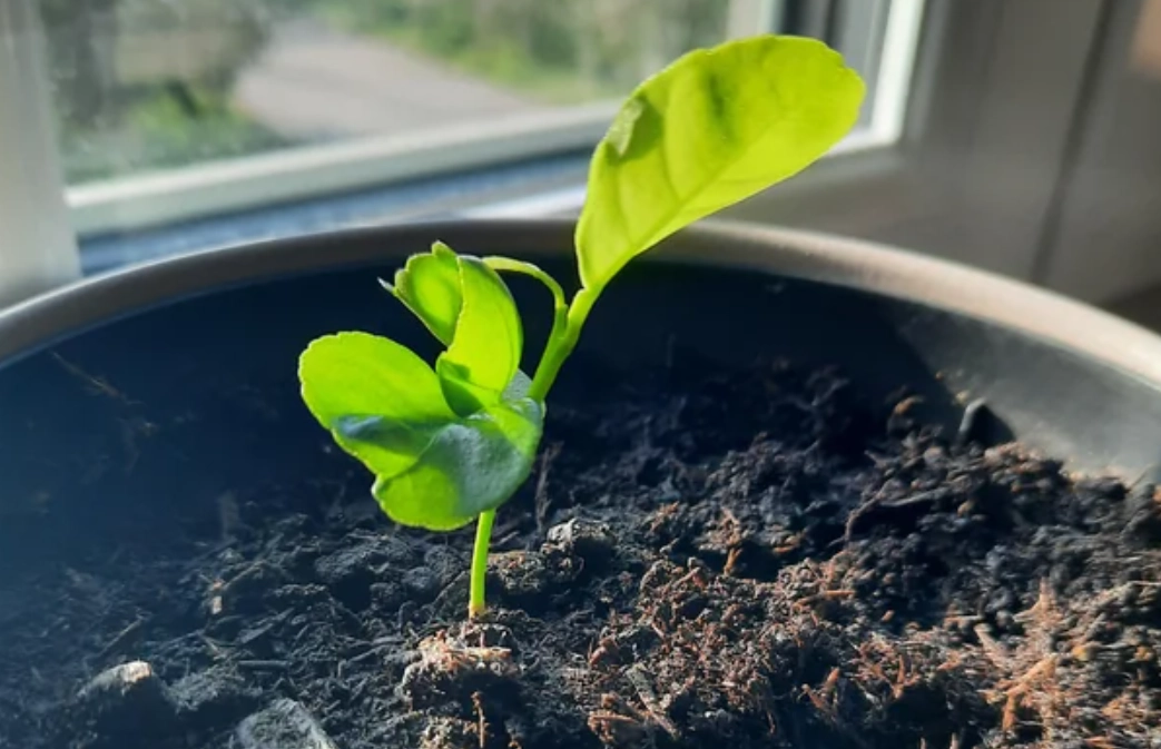 無籽橘子怎麼種？從選苗到收成的完整指南