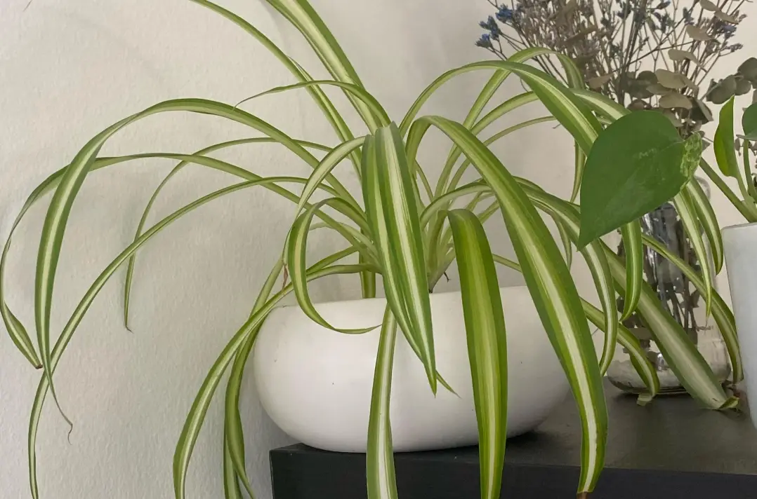 對貓無毒植物 對貓無毒植物