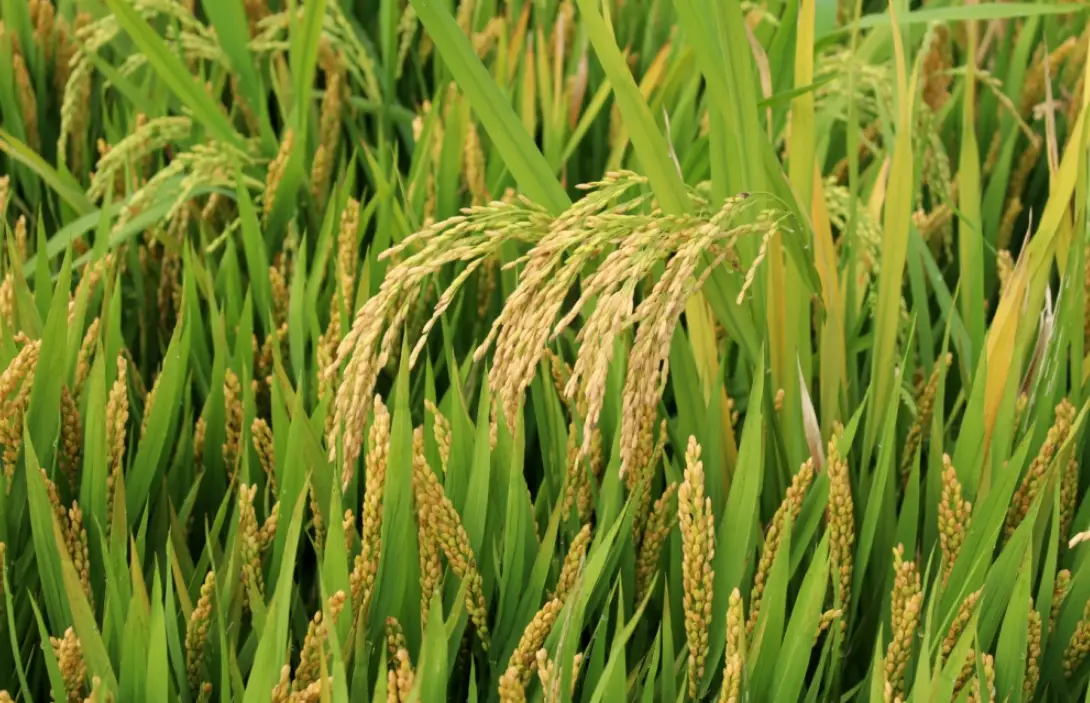 水稻管理 水稻管理