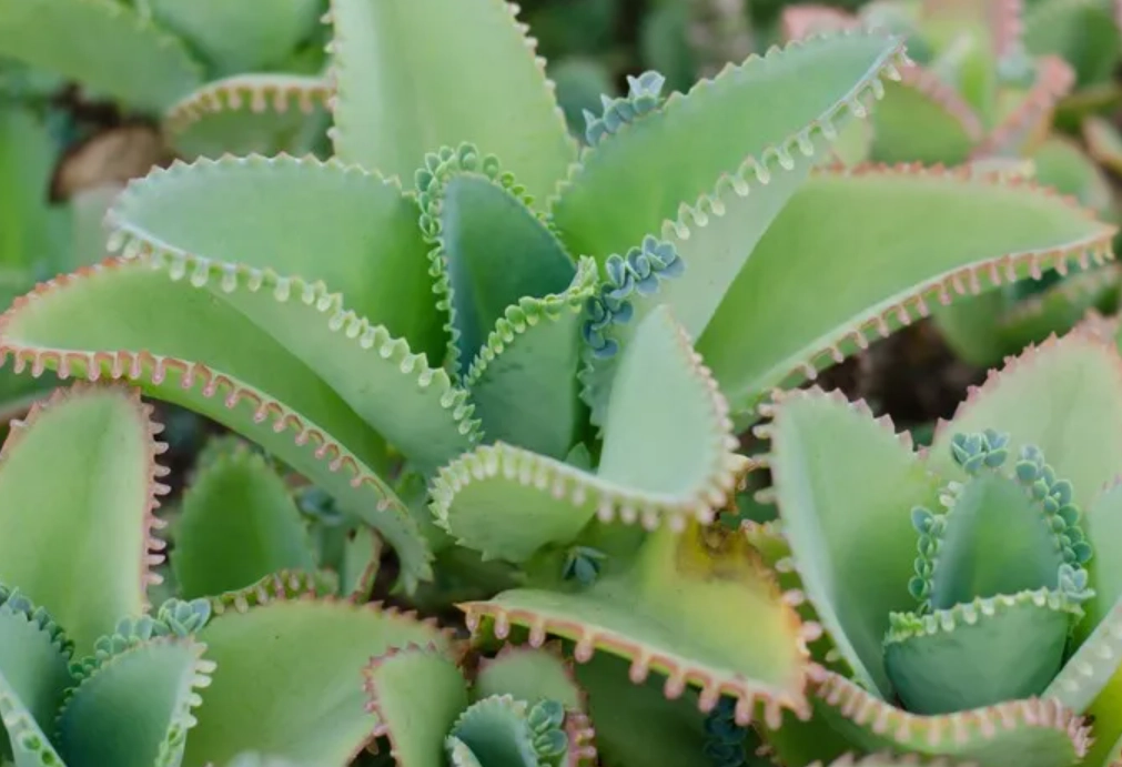 落地生根功效全解析：消炎止血、護膚養生，一次搞懂