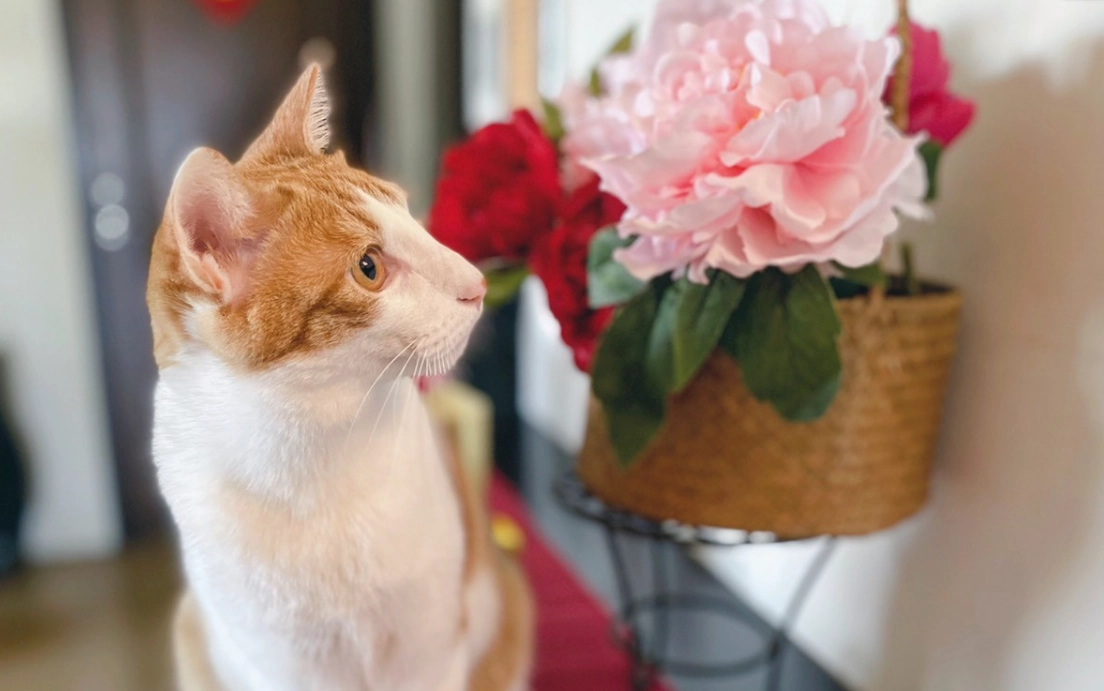 貓咪安全植物 貓咪安全植物