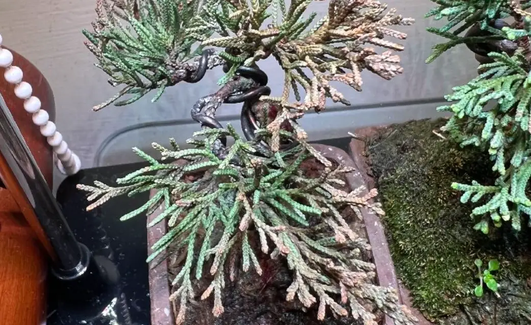 盆景換盆季節 盆景換盆季節