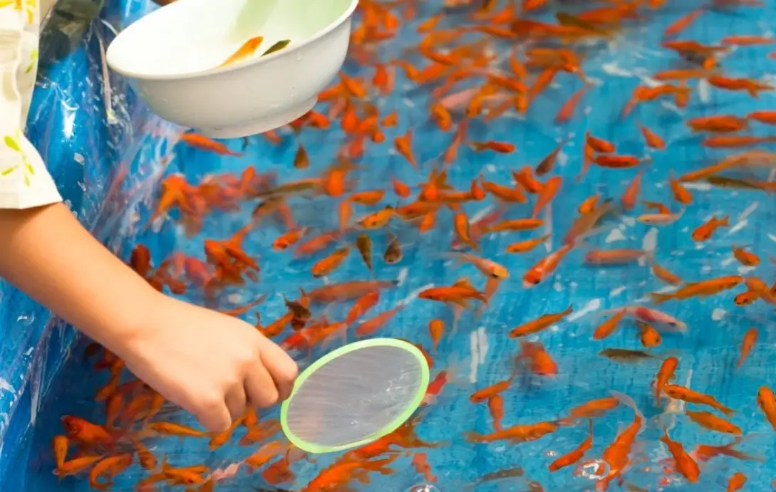 魚夢境 心理學 魚夢境 心理學