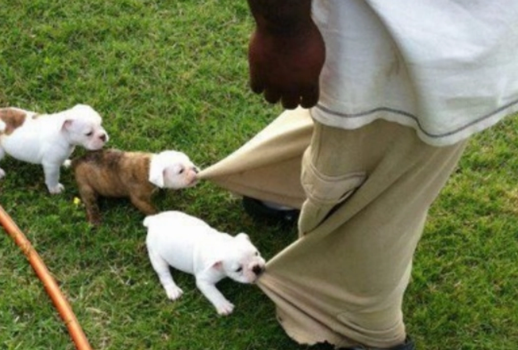 夢境解析 狗 夢境解析 狗