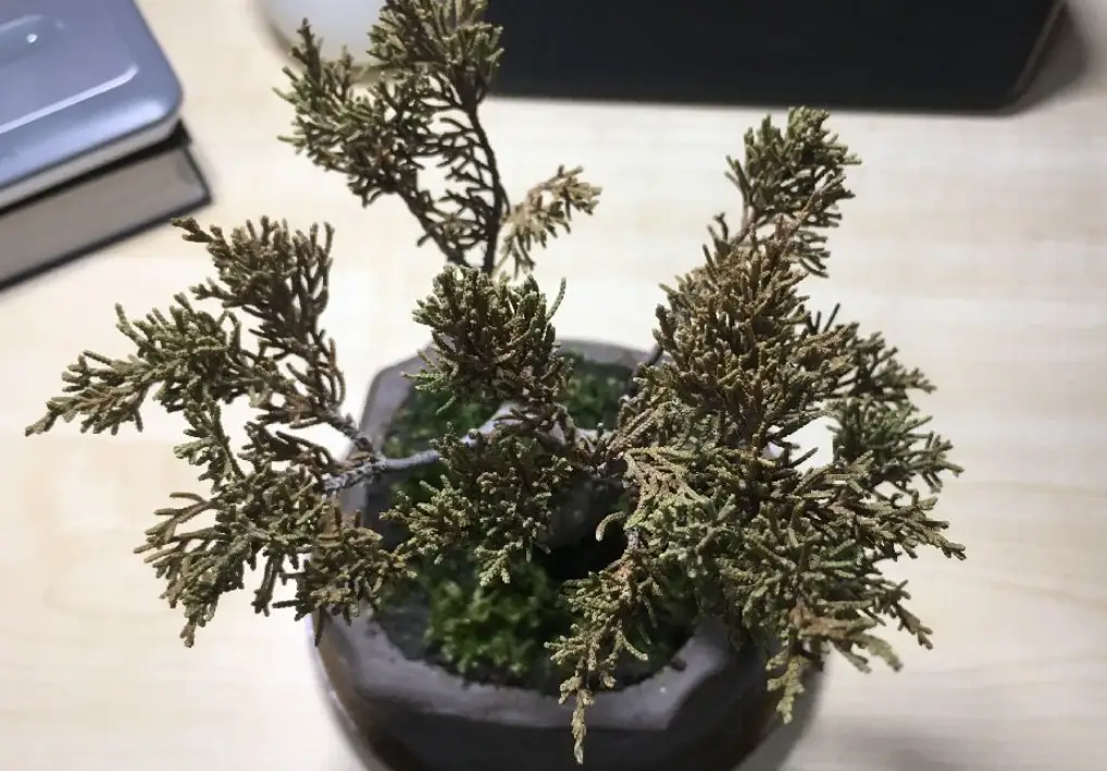 系魚川真柏枯葉病：症狀、成因與根治防治全攻略