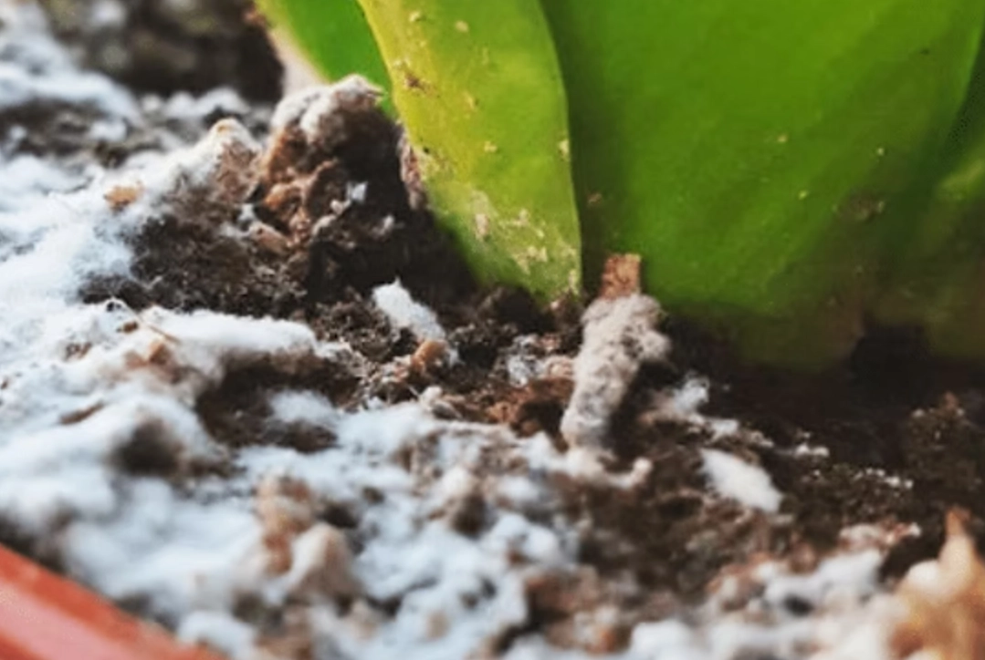 有機肥發霉處理 有機肥發霉處理