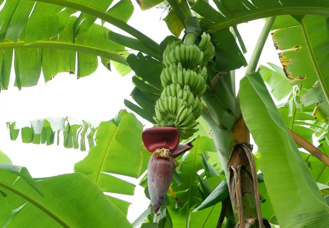 香蕉树根系 香蕉树根系