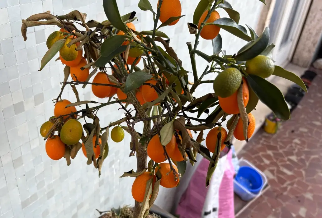 金桔樹病害防治