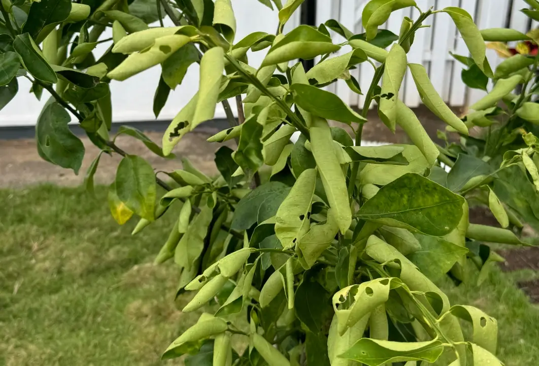 葉子捲曲原因 葉子捲曲原因