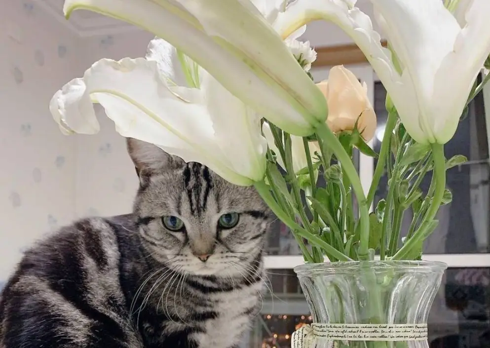 百合花對貓的毒性