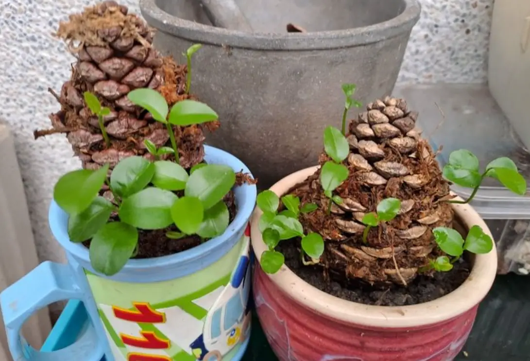 松樹種子發芽 松樹種子發芽