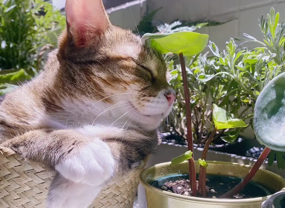 貓咪友善植物完全指南：安全品種、照顧技巧與常見問答